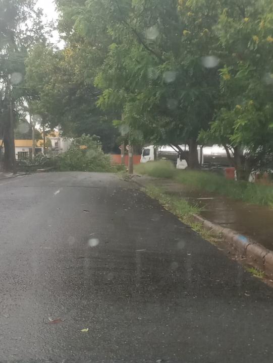 Foto 3 de 4 — Mais de 40 árvores caíram durante forte temporal em Araraquara